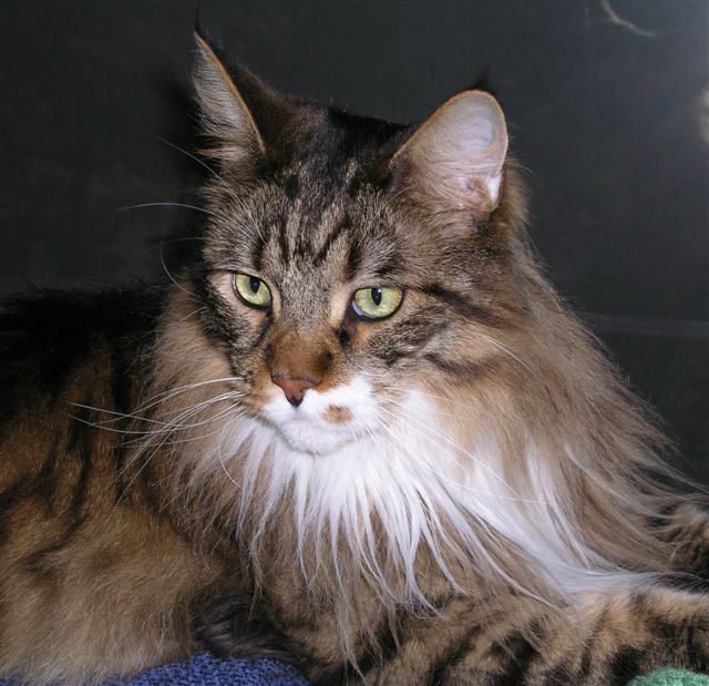 Coonhaven Maine Coons